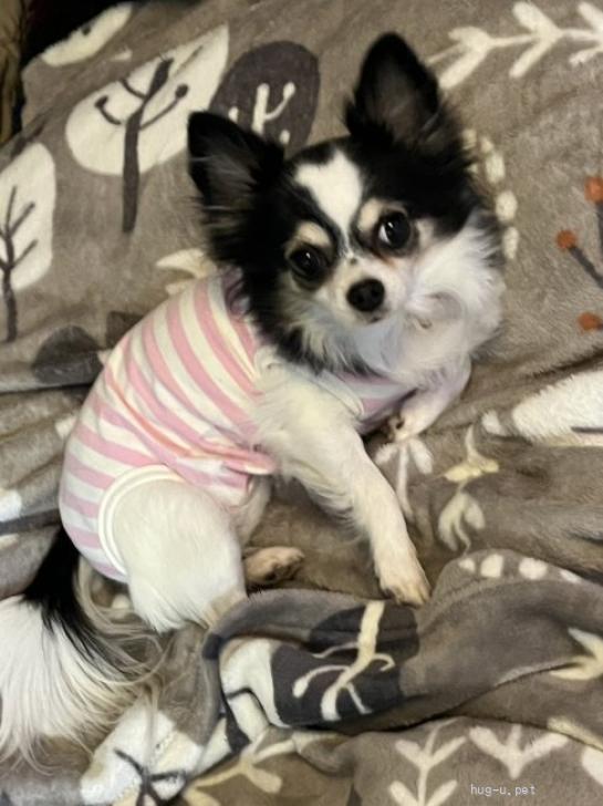 犬の里親募集】神奈川県・チワワ(ロング)・穏やかなチワワ♀ ロゼ