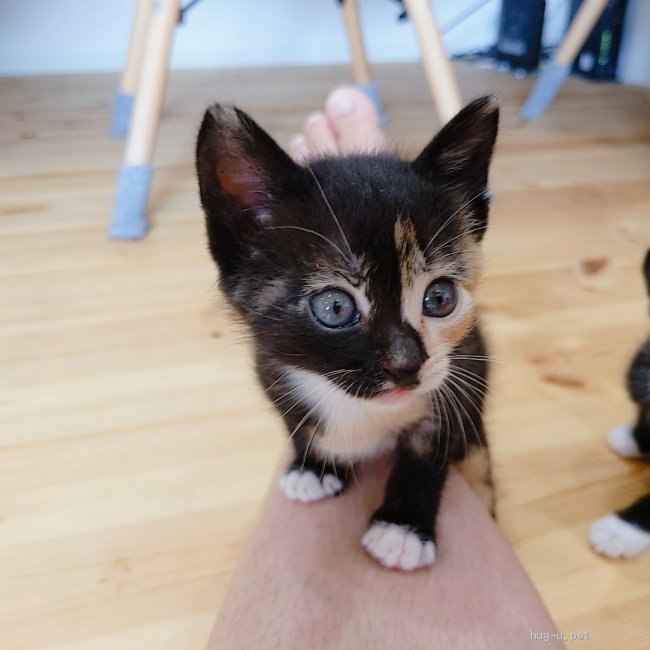 猫の里親募集 静岡県 雑種 生後1ヶ月 遊び好きのハーフサイダー Id 28 ハグー みんなのペット里親情報