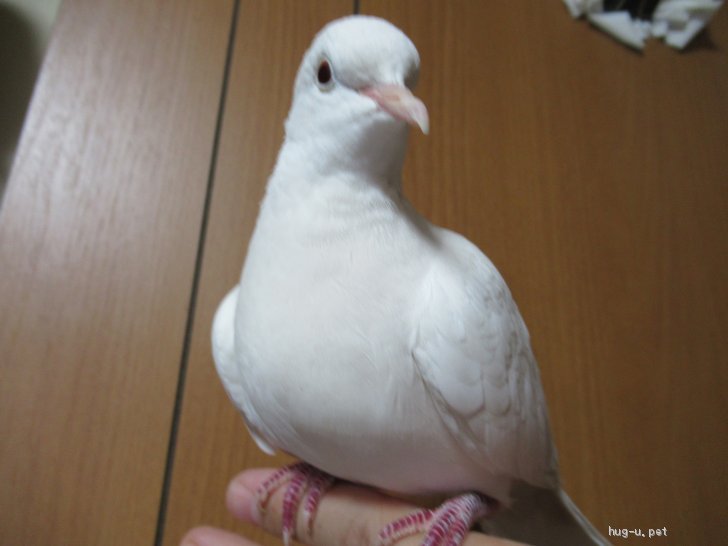 鳥の里親募集】兵庫県・ギンバト・ぎんバトさんです。（ID:2103-00248）｜ハグー -みんなのペット里親情報