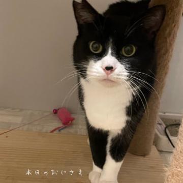 猫 × 白黒の里親募集一覧｜ハグー -みんなのペット里親情報