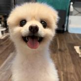 ポメラニアン