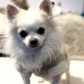 チワワ(ロング)