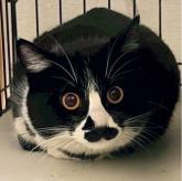 雑種
