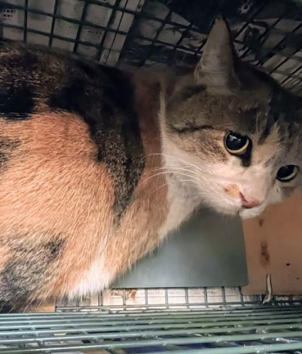 猫の里親募集】神奈川県・雑種・キュートな三毛💟ミミちゃん（ID:2601