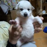 雑種