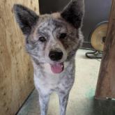 秋田犬