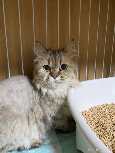 広島県のチンチラペルシャの里親募集特集 みんなのペットライフ