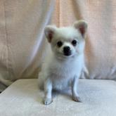 ポメラニアン