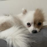 ポメラニアン