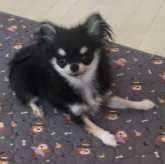 チワワ(ロング)