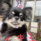 チワワ(ロング)