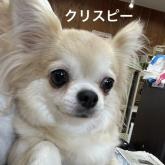 チワワ(ロング)