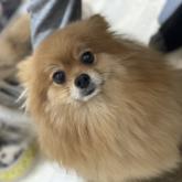 ポメラニアン