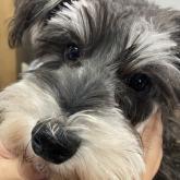 ミニチュアシュナウザー