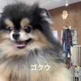 ポメラニアン