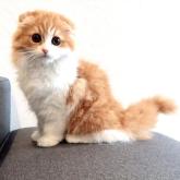 スコティッシュフォールド