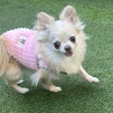 チワワ(ロング)