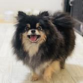 ポメラニアン