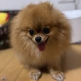 ポメラニアン