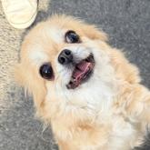 チワワ(ロング)