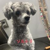 トイプードル