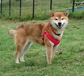 香川県 柴犬の里親募集一覧 ハグー みんなのペット里親情報