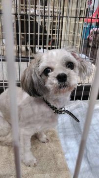 犬 徳島県 シーズーの里親募集一覧 ハグー みんなのペット里親情報