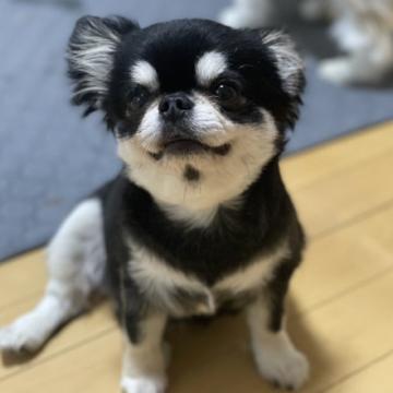 チワワページ チワワ(ロング)【愛知県・男の子・2025年1月8日・クリーム&ホワイト