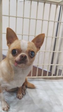 犬 徳島県 チワワ スムース の里親募集一覧 ハグー みんなのペット里親情報