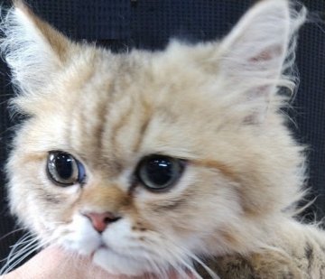 チンチラペルシャの里親募集一覧｜ハグーu2010みんなのペット里親情報