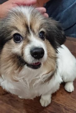 犬 徳島県 パピヨンの里親募集一覧 ハグー みんなのペット里親情報