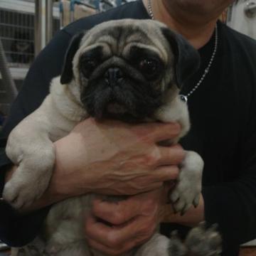 犬の里親募集】広島県・ミニチュアダックスフンド(ロング)・ダックスこ
