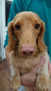 犬 徳島県の里親募集一覧 ハグー みんなのペット里親情報