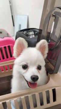 犬 徳島県 ポメラニアンの里親募集一覧 ハグー みんなのペット里親情報