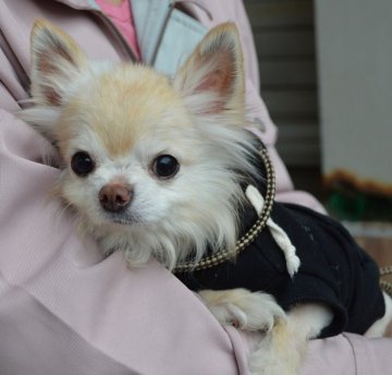 犬 広島県 チワワ ロング の里親募集一覧 ハグー みんなのペット里親情報