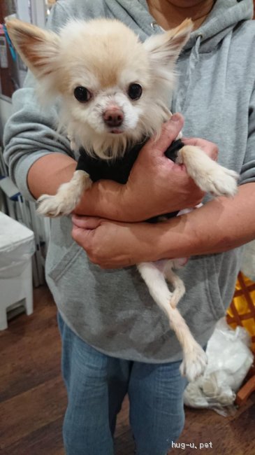 犬の里親募集 広島県 チワワ ロング チワワのライム君 ハグー みんなのペット里親情報 Id 2103