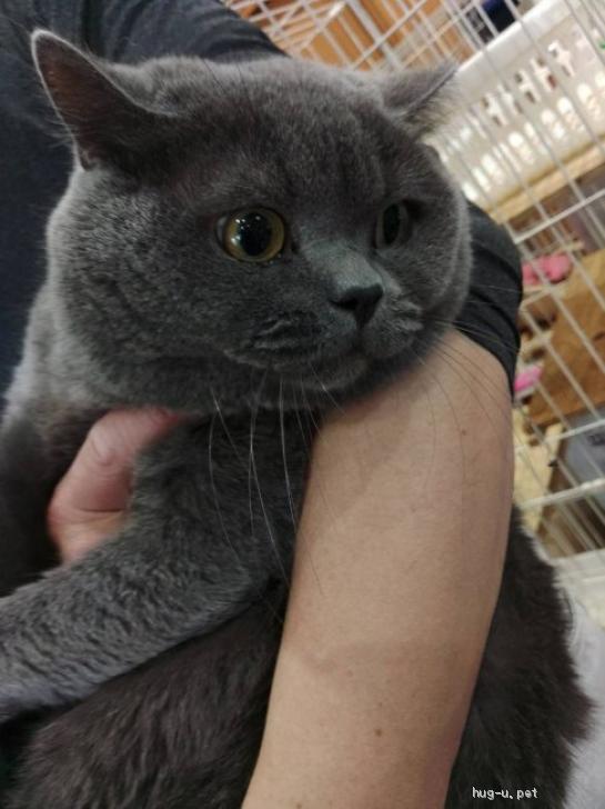 猫の里親募集】広島県・ブリティッシュショートヘア・ちょっと大きいB