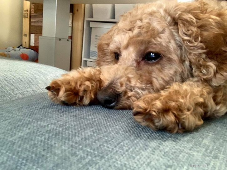 犬の里親募集 広島県 トイプードル おちゃめで可愛いさくらちゃん ハグー みんなのペット里親情報 Id 06