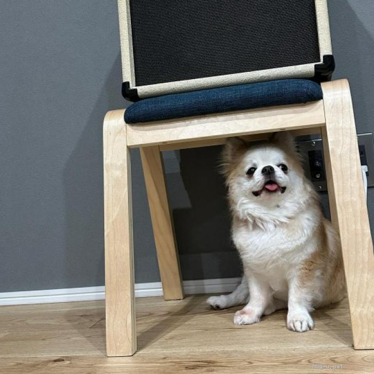 ◇犬 チワワ 茶色 ロング 夢ペット シリーズ 夢いぬ マスコット 1個 箱