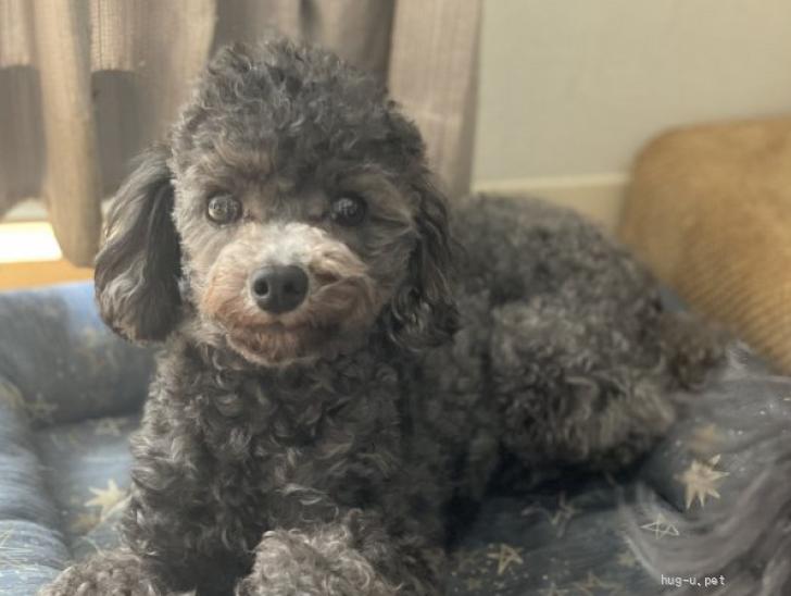 犬の里親募集】広島県・トイプードル・お転婆娘のメルル（ID:2507