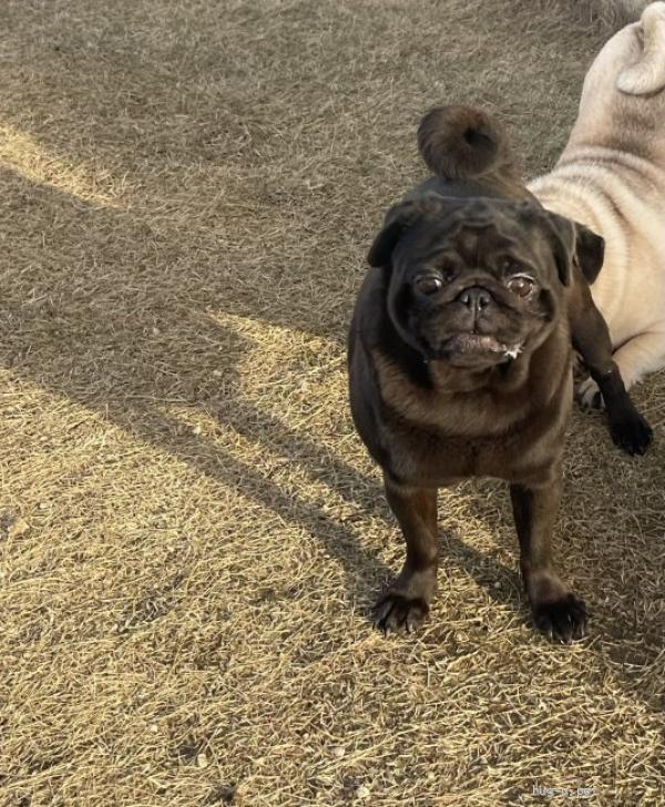 オーダー受付　ブランコ　パグ　ダックス　ご予約ページ　1/3 犬の里親募集】広島県・パグ・迫力のパグ ふさこ（ID:2605-01872