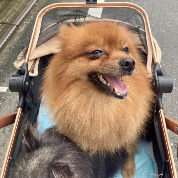 犬の里親募集】東京都・ポメラニアン・むぎの（ID:2607-01414