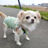 チワワ(ロング)