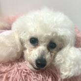 トイプードル