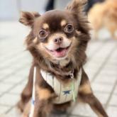 チワワ(ロング)