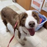 ボーダーコリー