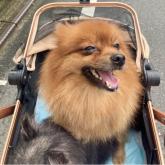 ポメラニアン