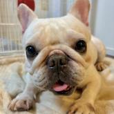 フレンチブルドッグ
