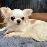 チワワ(ロング)