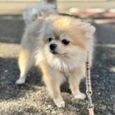 ポメラニアン